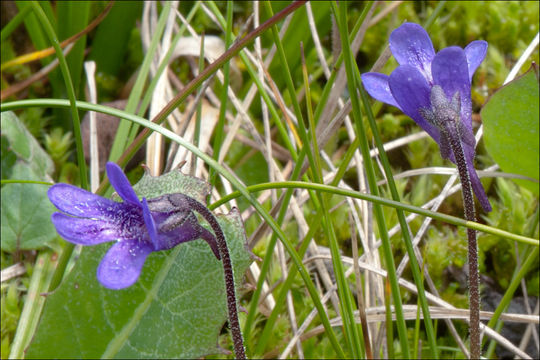 Image of Common butterwort