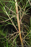 Image of Needle-Leaf Burrobush