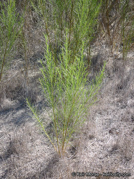 Image of Needle-Leaf Burrobush