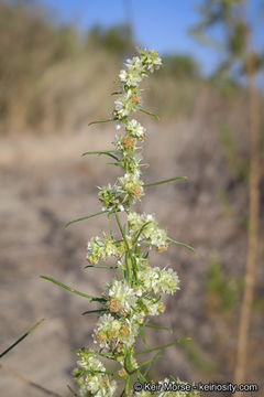 Image of Needle-Leaf Burrobush