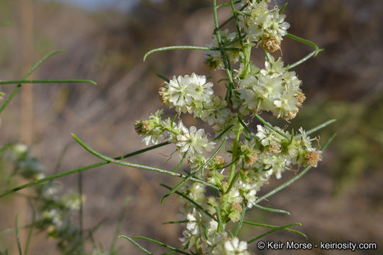 Image of Needle-Leaf Burrobush