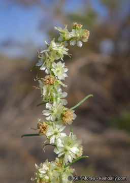 Image of Needle-Leaf Burrobush