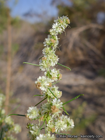 Image of Needle-Leaf Burrobush