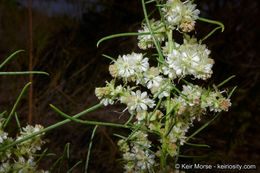 Image of Needle-Leaf Burrobush