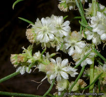 Image of Needle-Leaf Burrobush