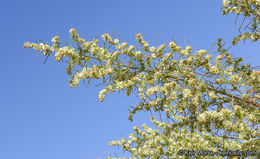 Image of Needle-Leaf Burrobush