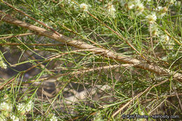 Image of Needle-Leaf Burrobush