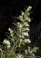 Image of Needle-Leaf Burrobush