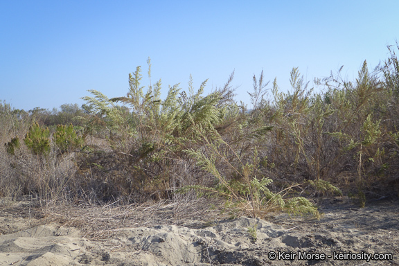 Image of Needle-Leaf Burrobush