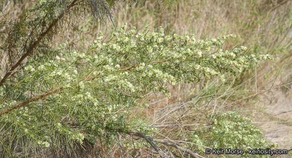 Image of Needle-Leaf Burrobush