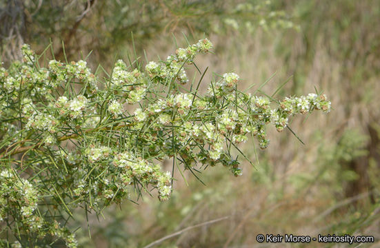 Image of Needle-Leaf Burrobush