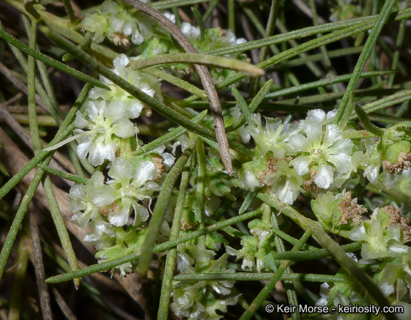 Image of Needle-Leaf Burrobush