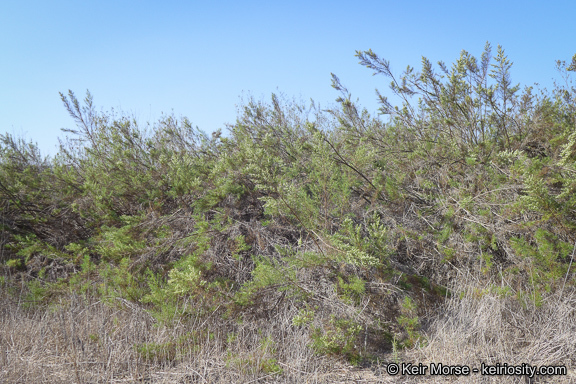 Image of Needle-Leaf Burrobush