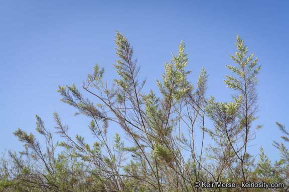 Image of Needle-Leaf Burrobush