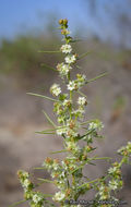 Image of Needle-Leaf Burrobush