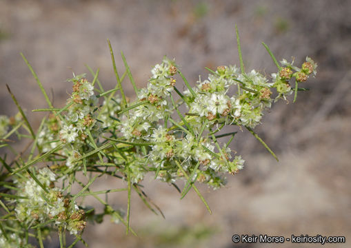 Image of Needle-Leaf Burrobush