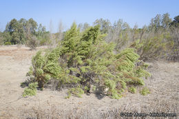 Image of Needle-Leaf Burrobush