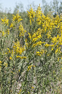 Image of Julia's goldenrod