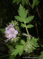 Imagem de Phacelia cicutaria var. hispida (A. Gray) J. T. Howell