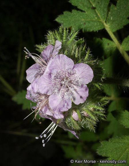 Imagem de Phacelia cicutaria var. hispida (A. Gray) J. T. Howell