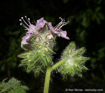 Phacelia cicutaria var. hispida (A. Gray) J. T. Howell resmi