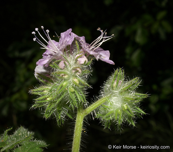 Imagem de Phacelia cicutaria var. hispida (A. Gray) J. T. Howell