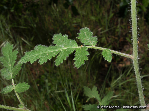 Imagem de Phacelia cicutaria var. hispida (A. Gray) J. T. Howell