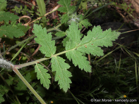 Imagem de Phacelia cicutaria var. hispida (A. Gray) J. T. Howell