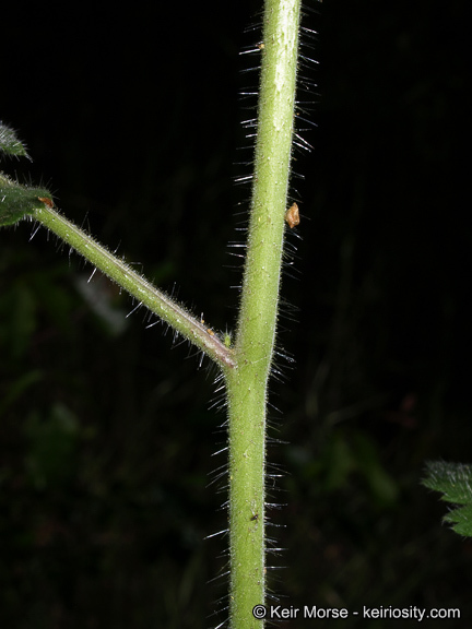 Imagem de Phacelia cicutaria var. hispida (A. Gray) J. T. Howell