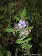 Imagem de Phacelia cicutaria var. hispida (A. Gray) J. T. Howell