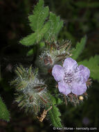 Imagem de Phacelia cicutaria var. hispida (A. Gray) J. T. Howell