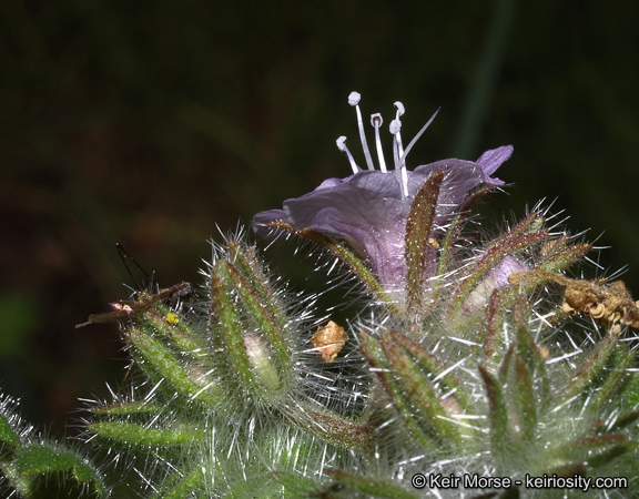 Imagem de Phacelia cicutaria var. hispida (A. Gray) J. T. Howell