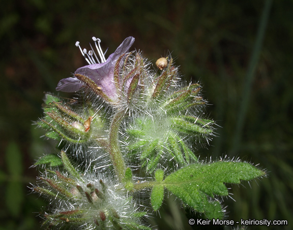 Imagem de Phacelia cicutaria var. hispida (A. Gray) J. T. Howell