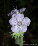 Imagem de Phacelia cicutaria var. hispida (A. Gray) J. T. Howell