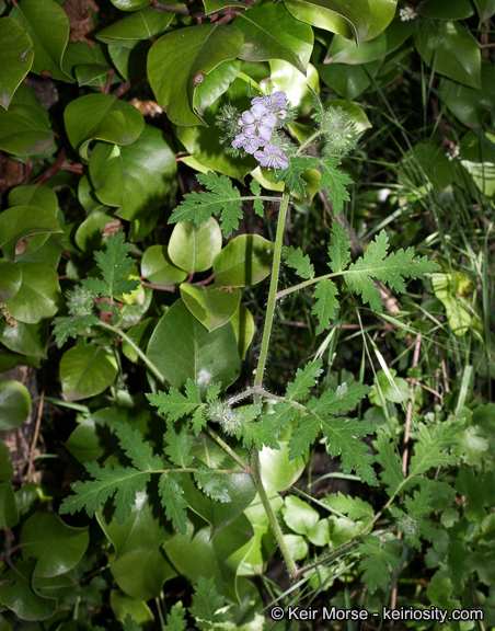 Imagem de Phacelia cicutaria var. hispida (A. Gray) J. T. Howell