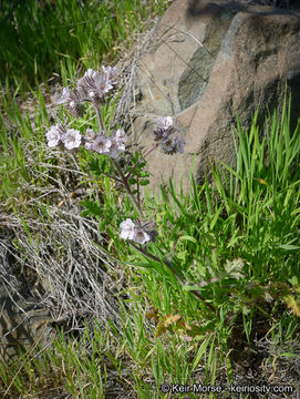 Imagem de Phacelia cicutaria var. hispida (A. Gray) J. T. Howell