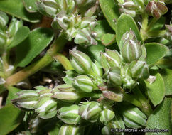 Imagem de Polycarpon tetraphyllum (L.) L.