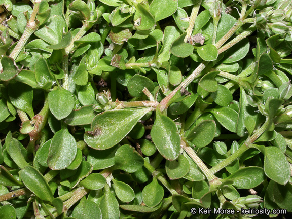 Imagem de Polycarpon tetraphyllum (L.) L.