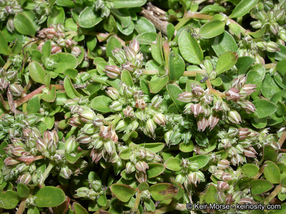 Imagem de Polycarpon tetraphyllum (L.) L.