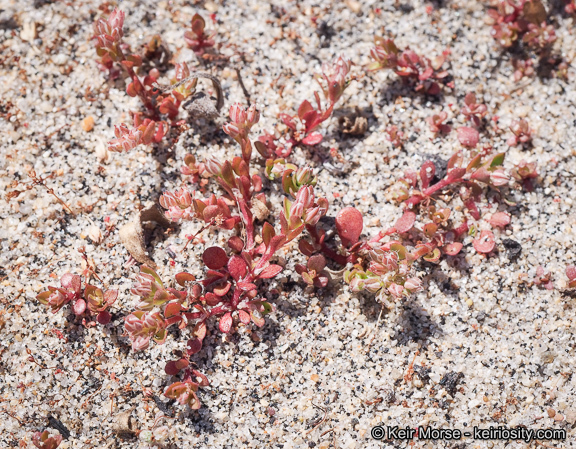 Imagem de Polycarpon tetraphyllum (L.) L.