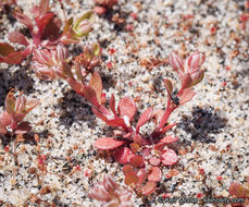 Imagem de Polycarpon tetraphyllum (L.) L.