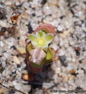 Imagem de Polycarpon tetraphyllum (L.) L.