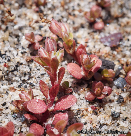 Imagem de Polycarpon tetraphyllum (L.) L.