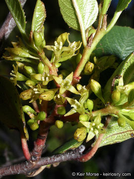 Image of <i>Rhamnus ilicifolia</i>