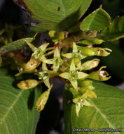 Image of <i>Rhamnus ilicifolia</i>