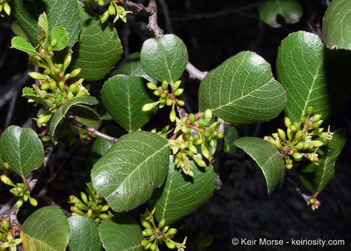 Image of <i>Rhamnus ilicifolia</i>