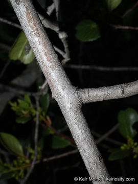 Image of <i>Rhamnus ilicifolia</i>