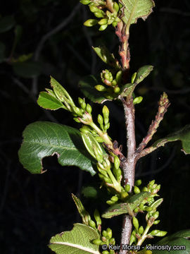 Image of <i>Rhamnus ilicifolia</i>