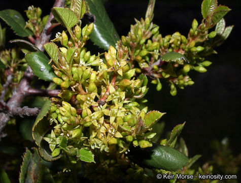 Image of <i>Rhamnus ilicifolia</i>