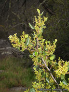 Image of <i>Rhamnus ilicifolia</i>